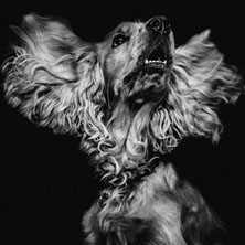 Cuidado con el perro