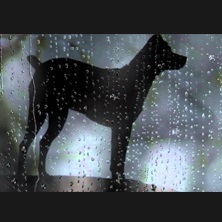 Hidden Inside Mountains+Heart of a Dog