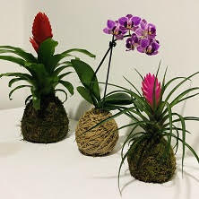 Crea tu propio Kokedama