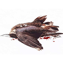 LOS SANTOS INOCENTES