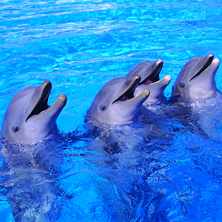 Marineland Mallorca
