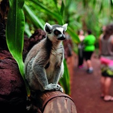 Oasis Widlife Fuerteventura