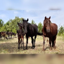 Pastores del Alto Tajo