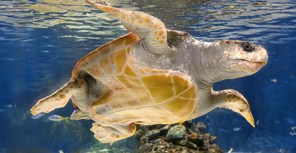 Atlantis Aquarium