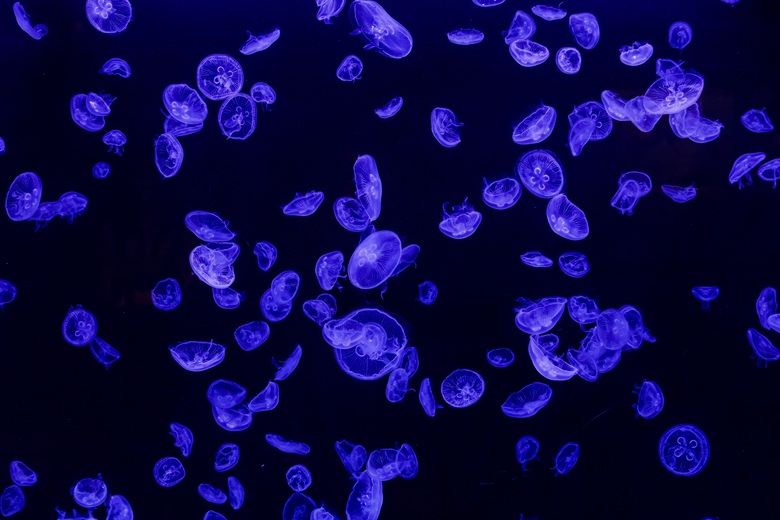 Atlantis Aquarium