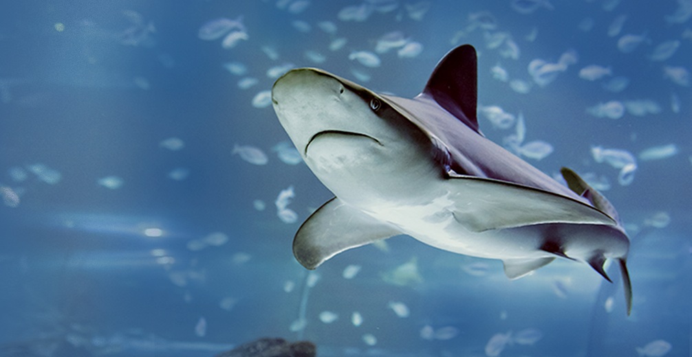 Atlantis Aquarium