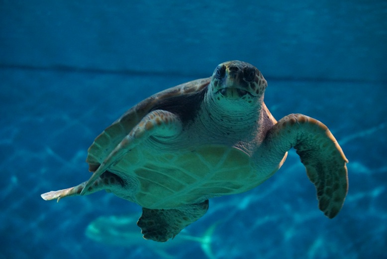 Acuario de Sevilla