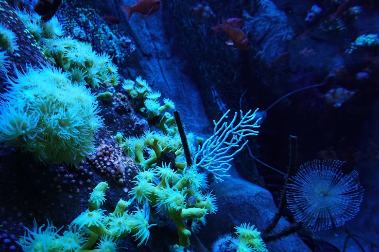 Acuario de Sevilla