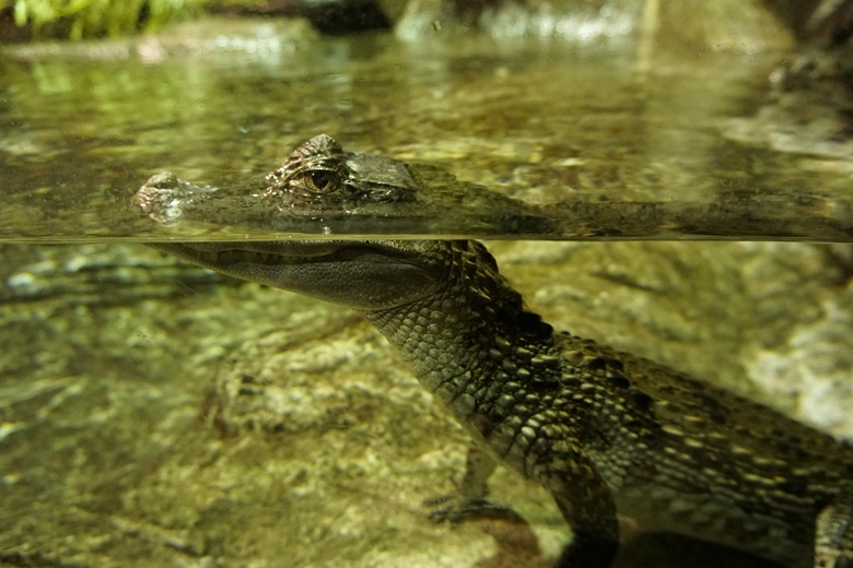 Acuario de Sevilla