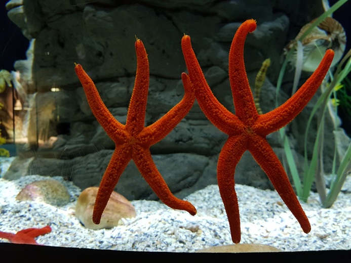 Acuario de Sevilla