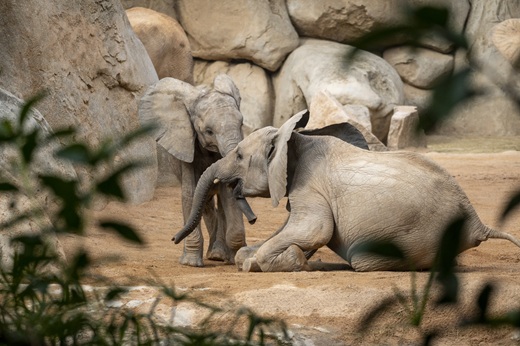 Bioparc Valencia