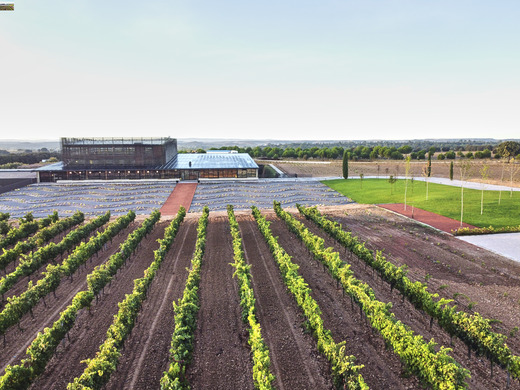 Bodega Bela