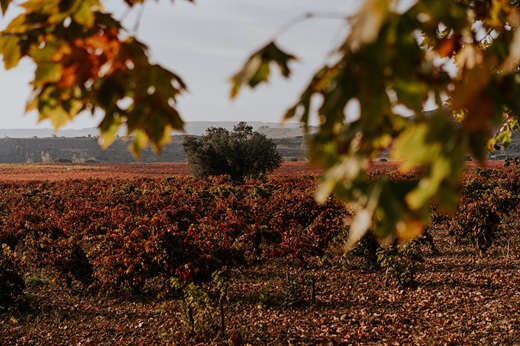 Bodega Vi&ntilde;edos del Contino