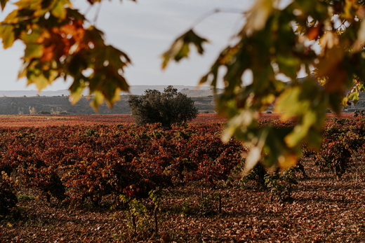 Bodega Vi&ntilde;edos del Contino