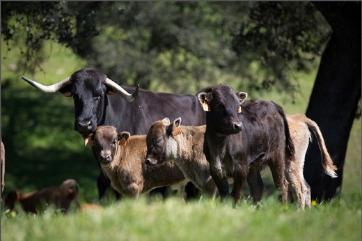 Visita a la Finca Dehesa Fr&iacute;as