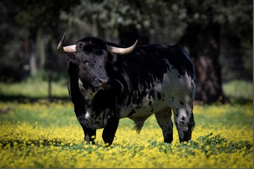 Visita a la Finca Dehesa Fr&iacute;as