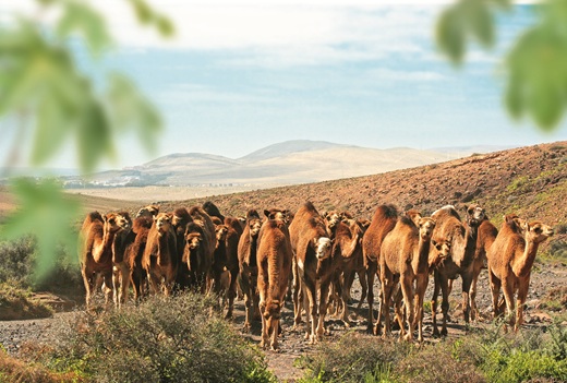 Oasis Widlife Fuerteventura