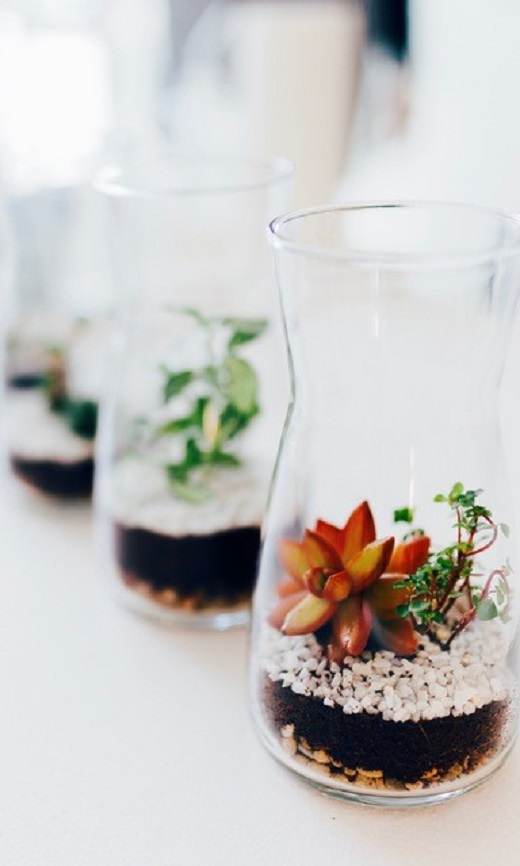 Crea tu propio Terrario y Ll&eacute;vatelo a Casa