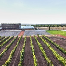Bodega Bela