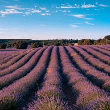 Campos de Lavanda de Brihuega